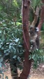 ze blijven schattig, de koalas