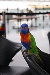 Regenboog papegaai