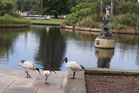 Ibissen in het park