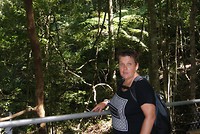 Wandelen tussen de varens en de "gumtrees" (eucalyptus)