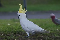Kaketoe, onze huisvrienden!