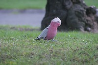 Zo nu en dan komt ook deze papegaai op bezoek!