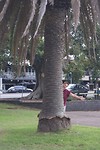 Grote palmen
