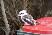Kookaburra, lachvogel, komt alleen in Australie voor.