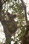 Een wilde koala vlakbij de camper!