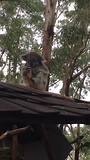 koala opvang coffs harbour
