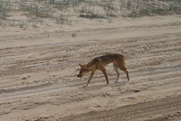 Dingo