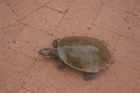 Schildpad is uit zee gekomen, werd zeeziek!