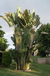 Sier bananen, mooie plant.