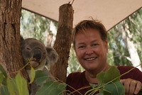 Knuffelen met koalas