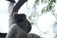 Nog een keertje een koala in het wild!