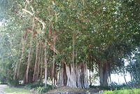 Mooie figtree