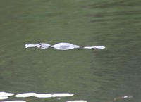 En dit is de platypus in real life.