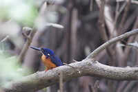 Kingfisher bird