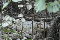Grote krokodil in het wild....