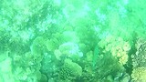kleurig koraal en vele vissen gezien bij het snorkelen