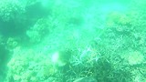 zwemmen met de loggerhead schildpad