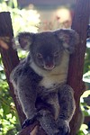 Schattige koala