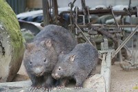 Moeder en kleine Wombat.