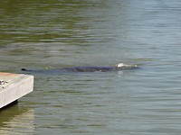 Manatee