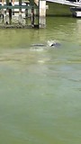Manatees