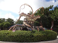 De grote crab onderweg naar Florida city