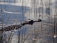 Grote alligator