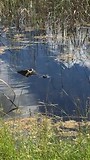 Alligator zwemt voorbij.