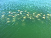 school “rays” ofwel roggen vanaf de pier in Clearwater beach