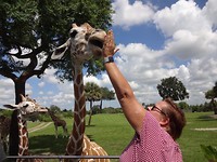 giraffe voeren in Bush garden
