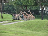 Safari tour
