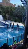 Seaworld: de dolfijnenshow