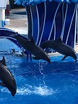 Dolfijnen in Seaworld