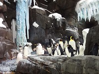 Pinguin Island