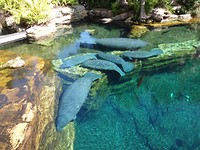 Manatee’s. Al wel in t wild gezien maar hier is t water veel helderder