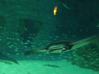 Ray’s, wat een prachtige gracieuze dieren