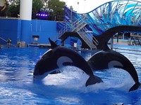 ook orca’s gezien, mooi!