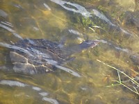Grote schildpadden in de vijver voor ons hotel