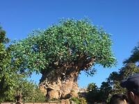Tree of life