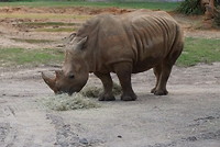 Dichtbij de dieren