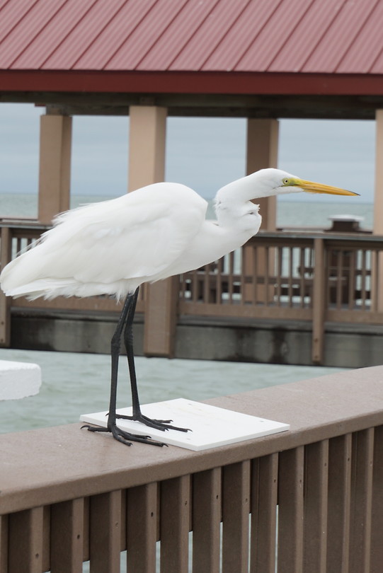 Witte reigers zitten overal