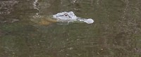 Krokodil gespot.