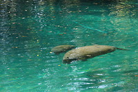 Manatee’s in het wild in een geweldig mooie en heldere bron.