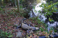 Ook in het dierenpark leven krokies