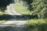 Herten in de ochtend bij de ranch