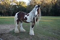 Deze paarden fokken ze op de ranch