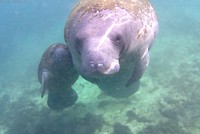 Zo dichtbij: deze gentle giants, foto is echt zelf gemaakt!!!