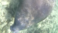 Soms komen de manatees wel heel dicht bij