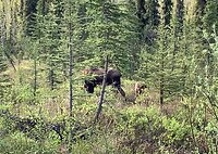 Moose met twee kalfjes