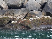 Deze zeehonden hebben rustdag